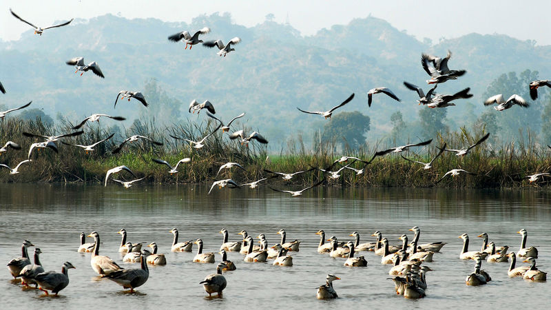 Harike Wetlands and Bird Sanctuary