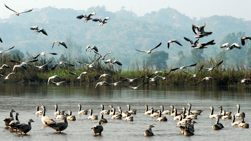 Harike Wetlands and Bird Sanctuary