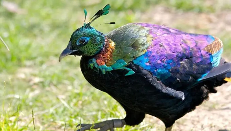 Himalayan Bird Park