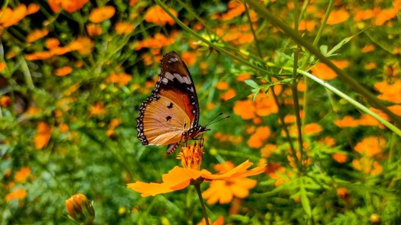 Mahabaleshwar, Maharashtra