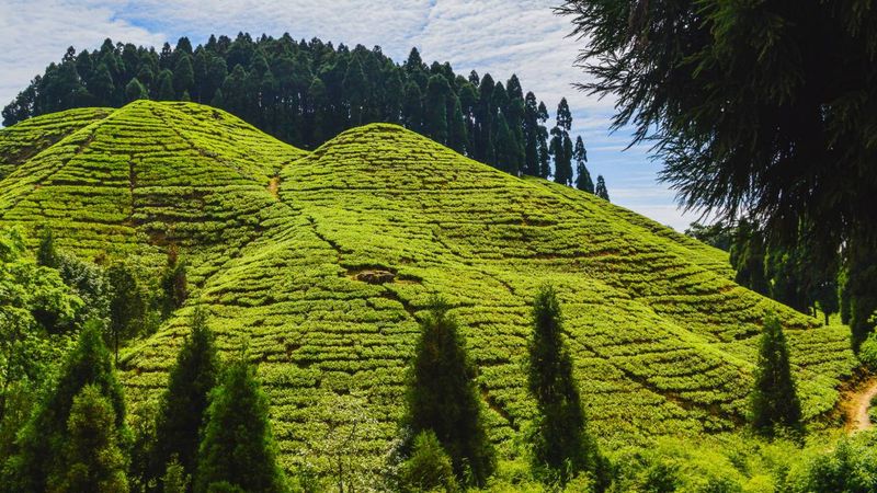 Darjeeling