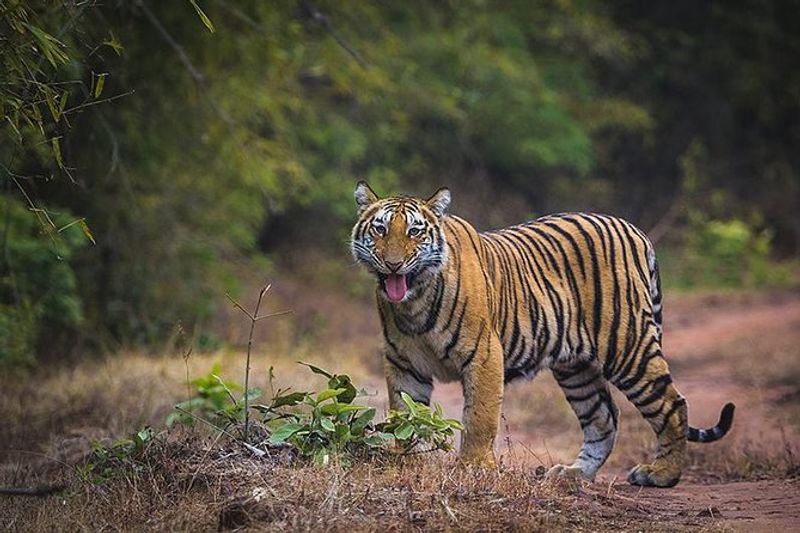 Bandhavgarh National Park