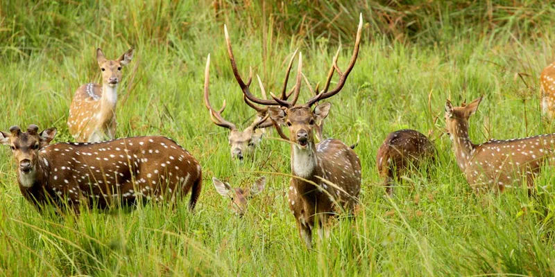 Wayanad Wildlife Sanctuary, Kerala