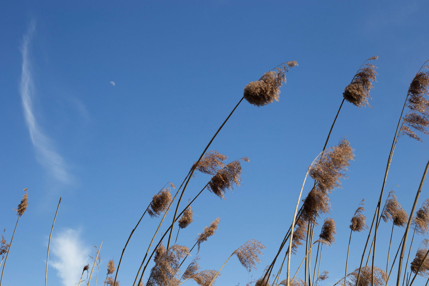 Upstream: Notes from Rijnstrangen