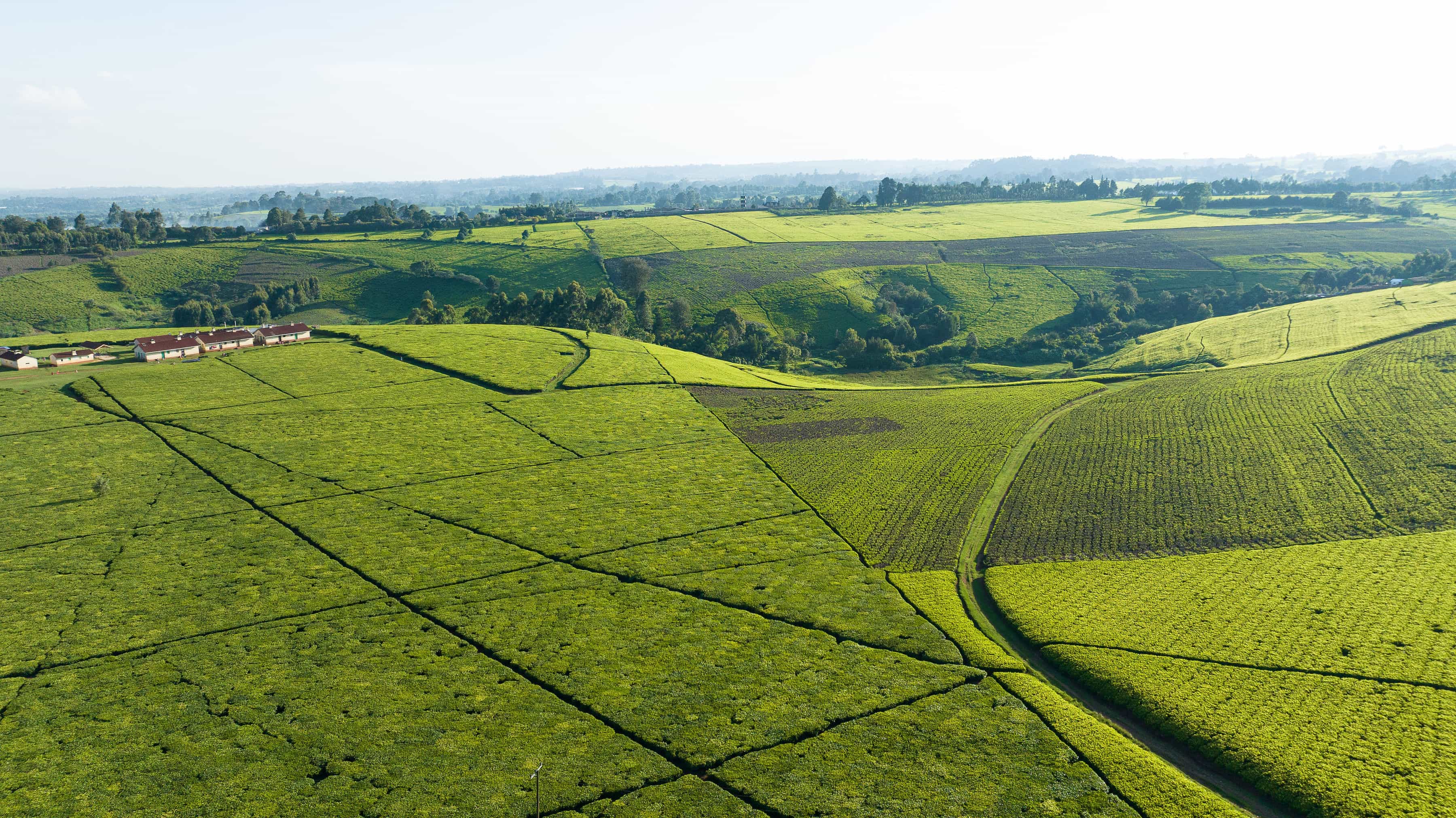 Horse riding trails through Tigoni countryside