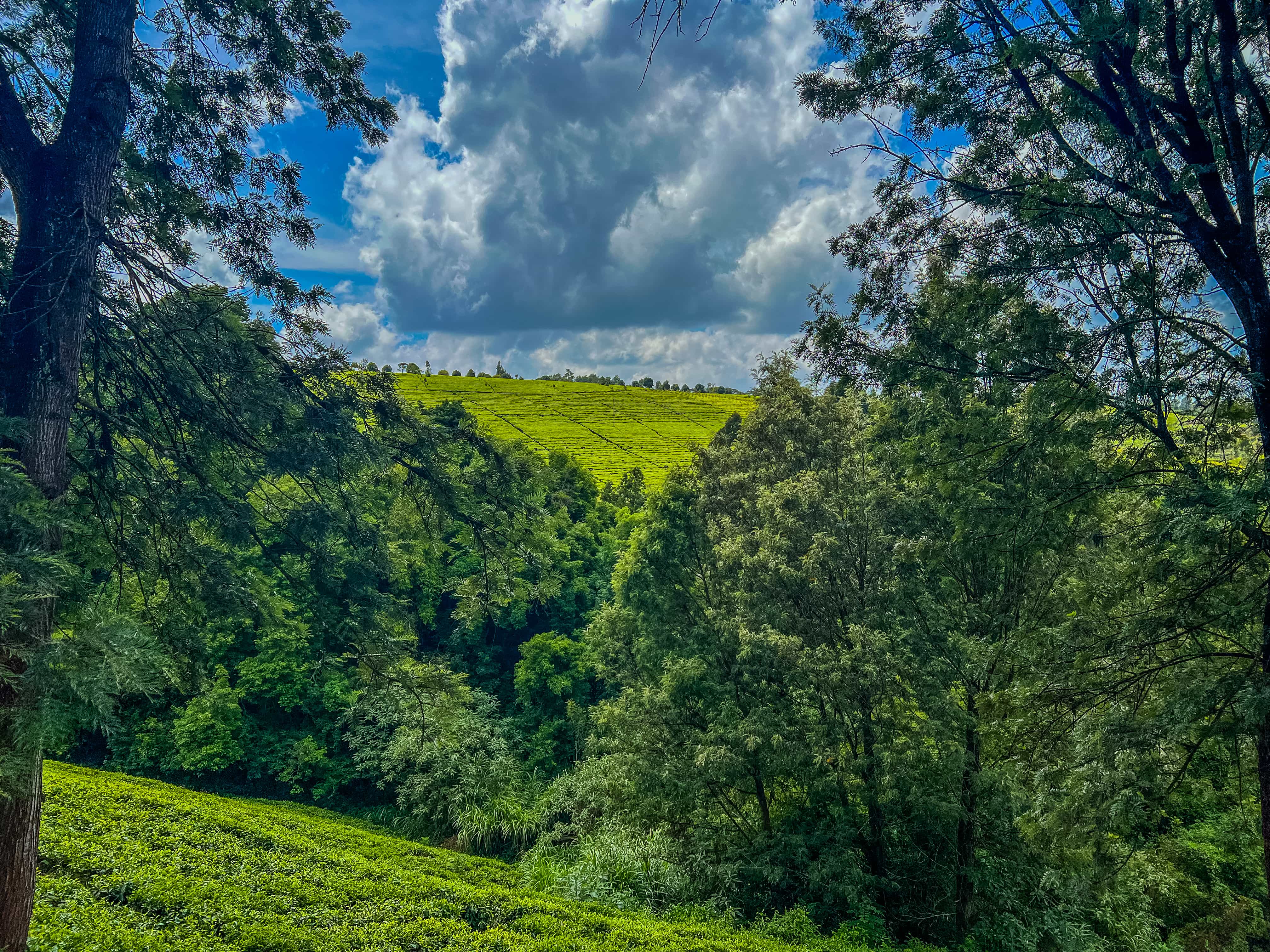 Tea Walks in Tigoni: A Serene Journey Through Kenya’s Highland Tea Country