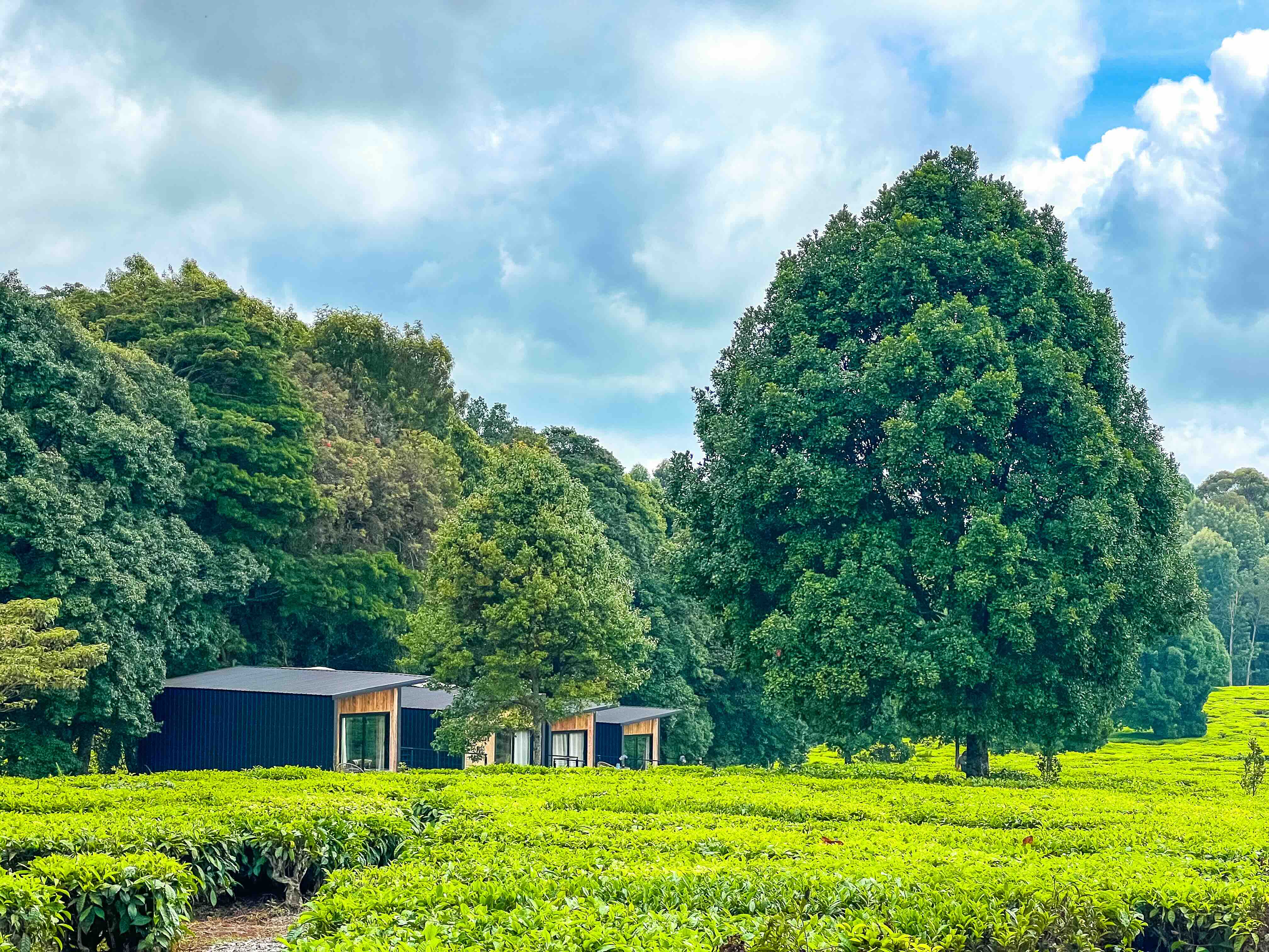 Camping Sites in Tigoni: Nature, Comfort & Adventure in Kenya’s Highlands