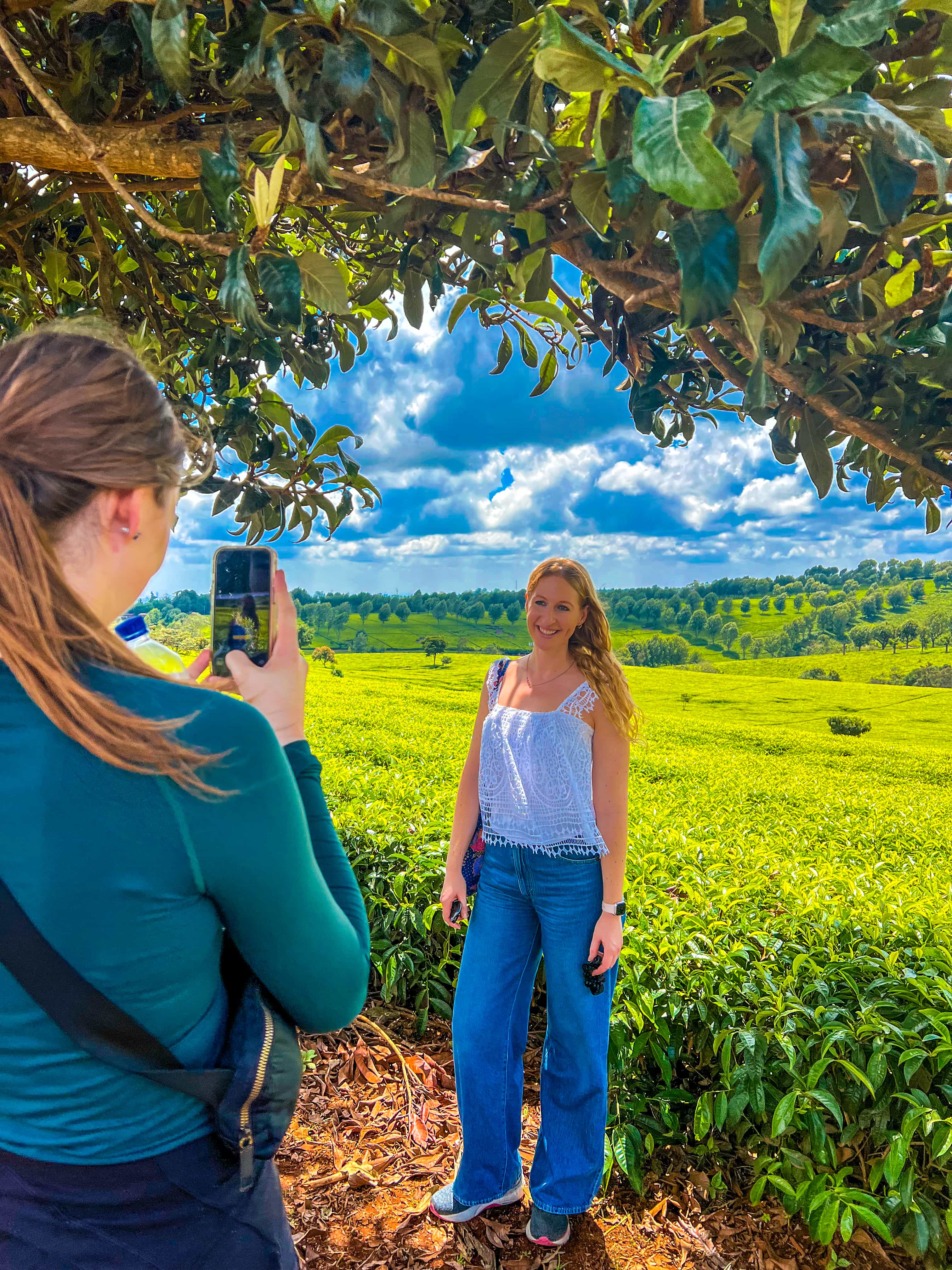 Tea picking