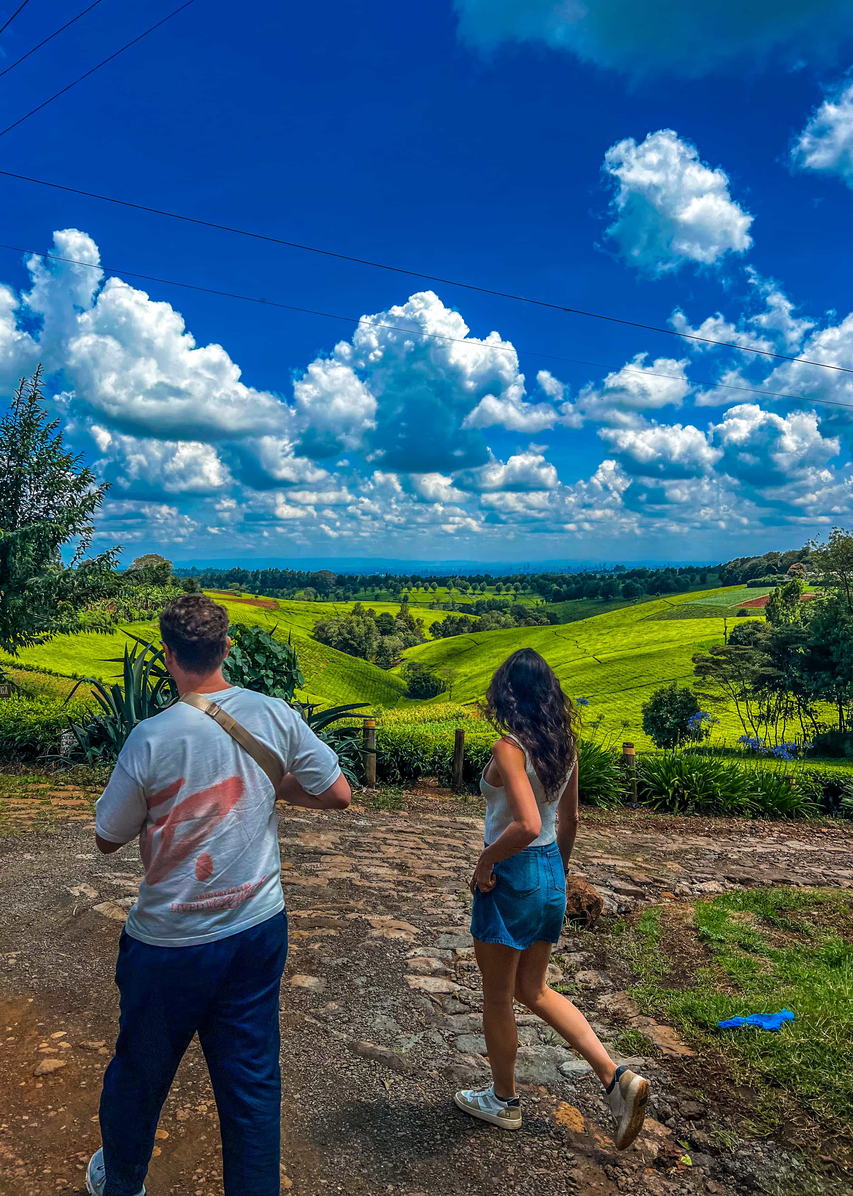 Tea farm landscape