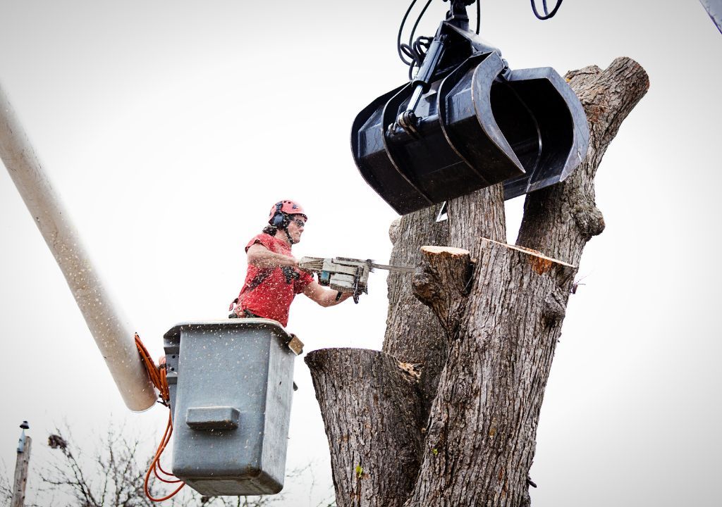 FAQS about Emergency Tree Services Services in Ryderwood, WA