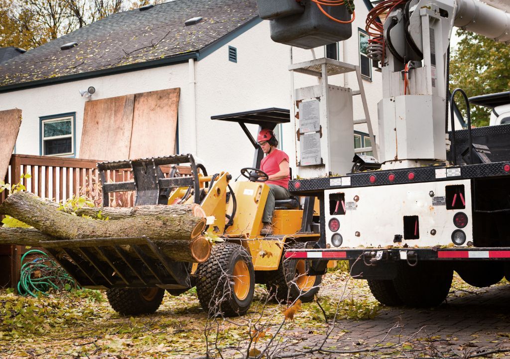 Arborist in Ryderwood, WA