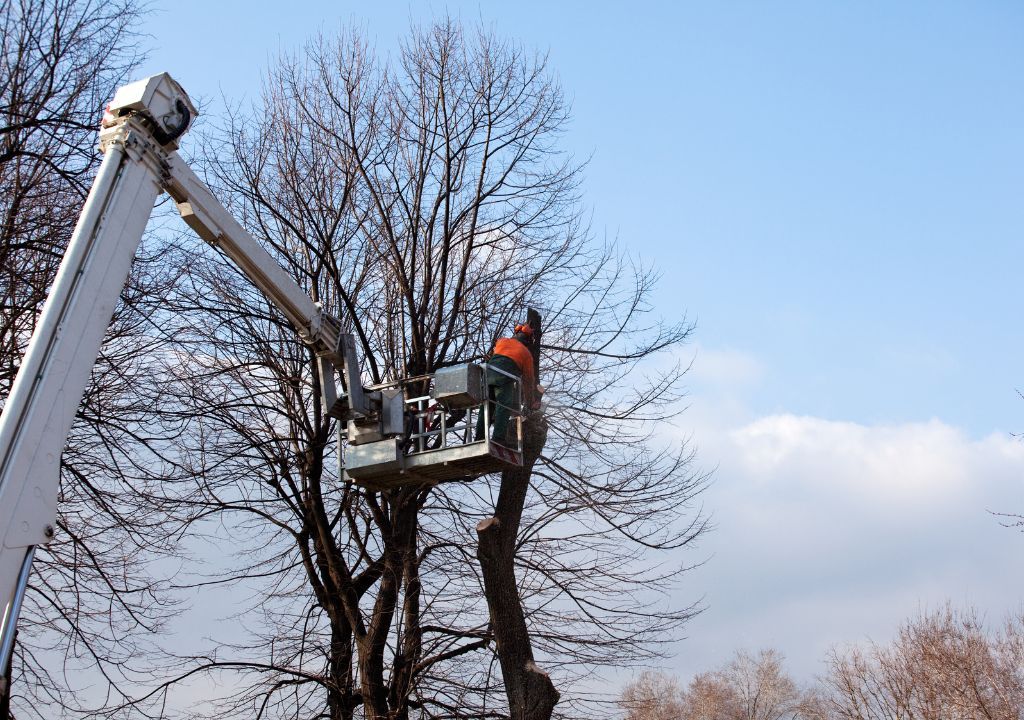 Best Foundation-Threatening Removal in Garrison, ND