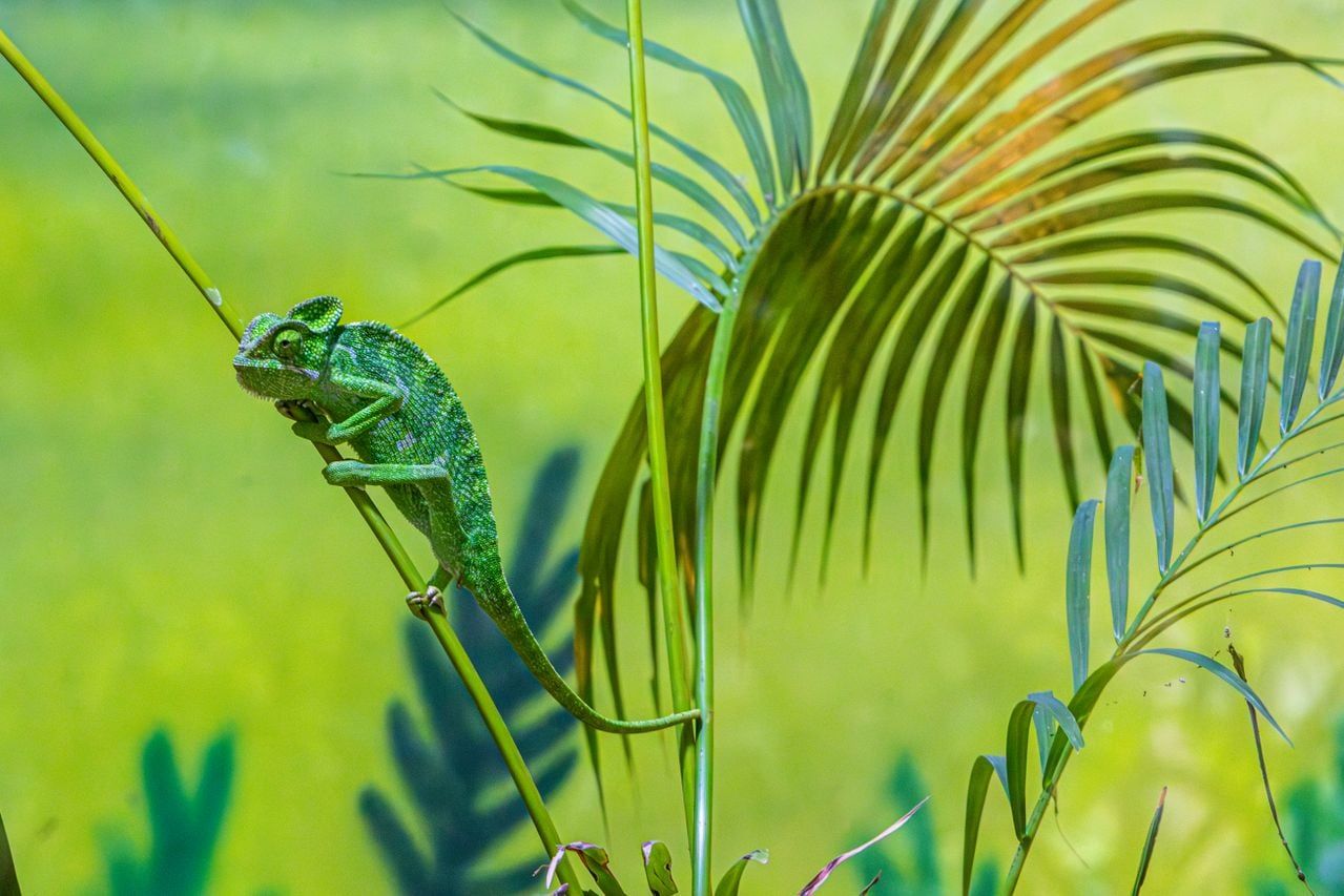 A chameleon on a branch, its colour blending into the background