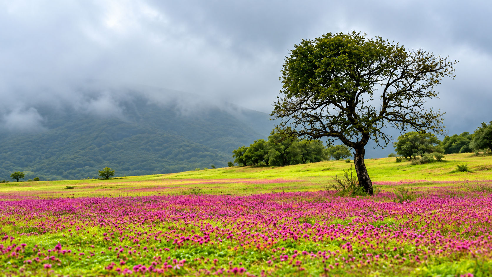 Kaas Pathar - Valley of Flowers of Maharashtra - Adventure Trek from Mumbai