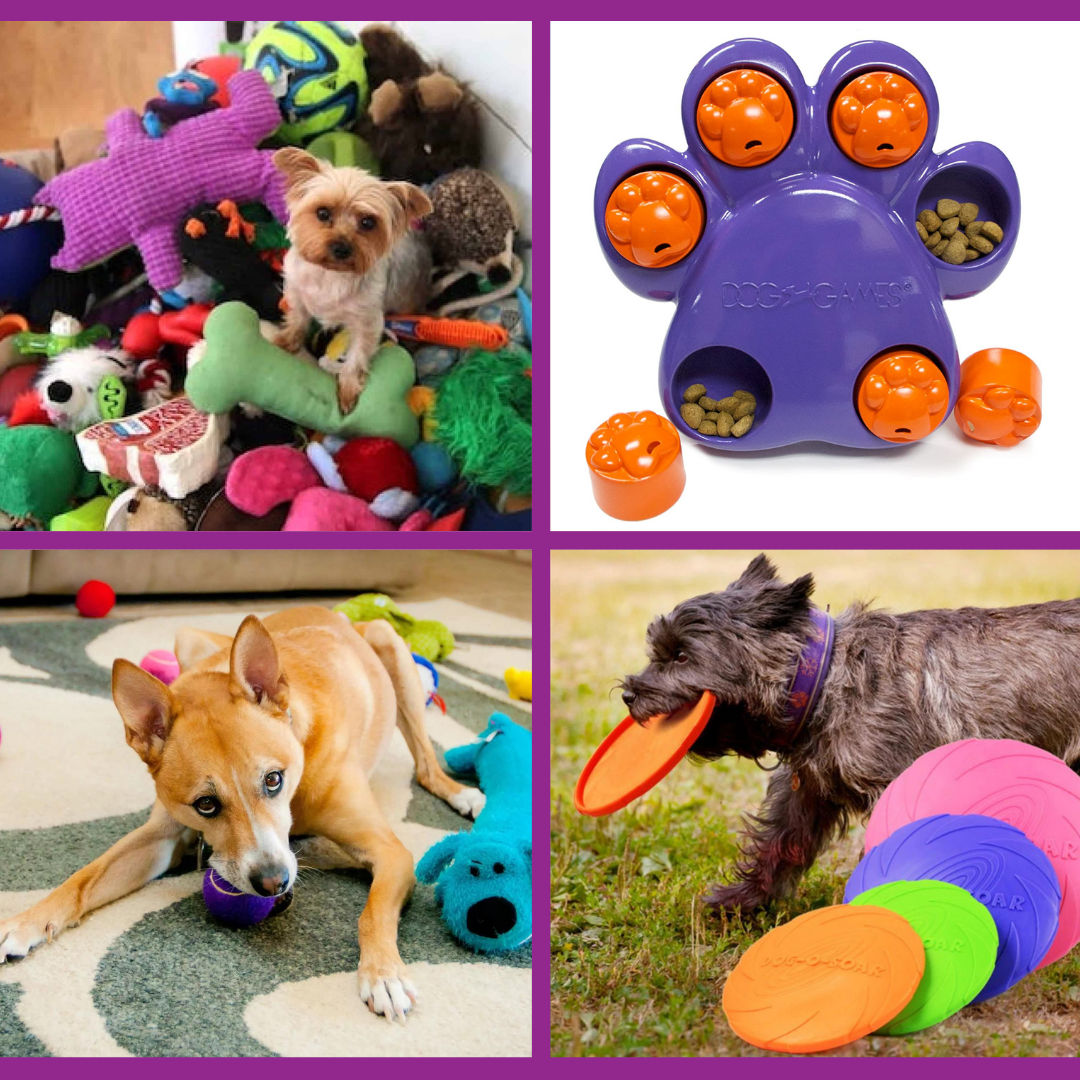 Explore PetFriendly Baltimore MD Baltimore.pet Pet Directory