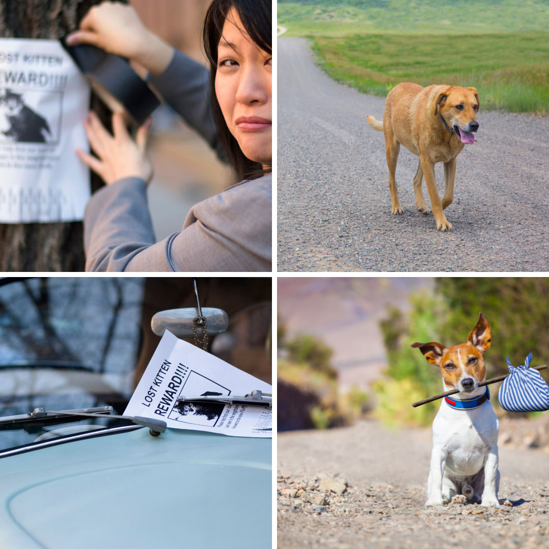 Explore PetFriendly Baltimore MD Baltimore.pet Pet Directory