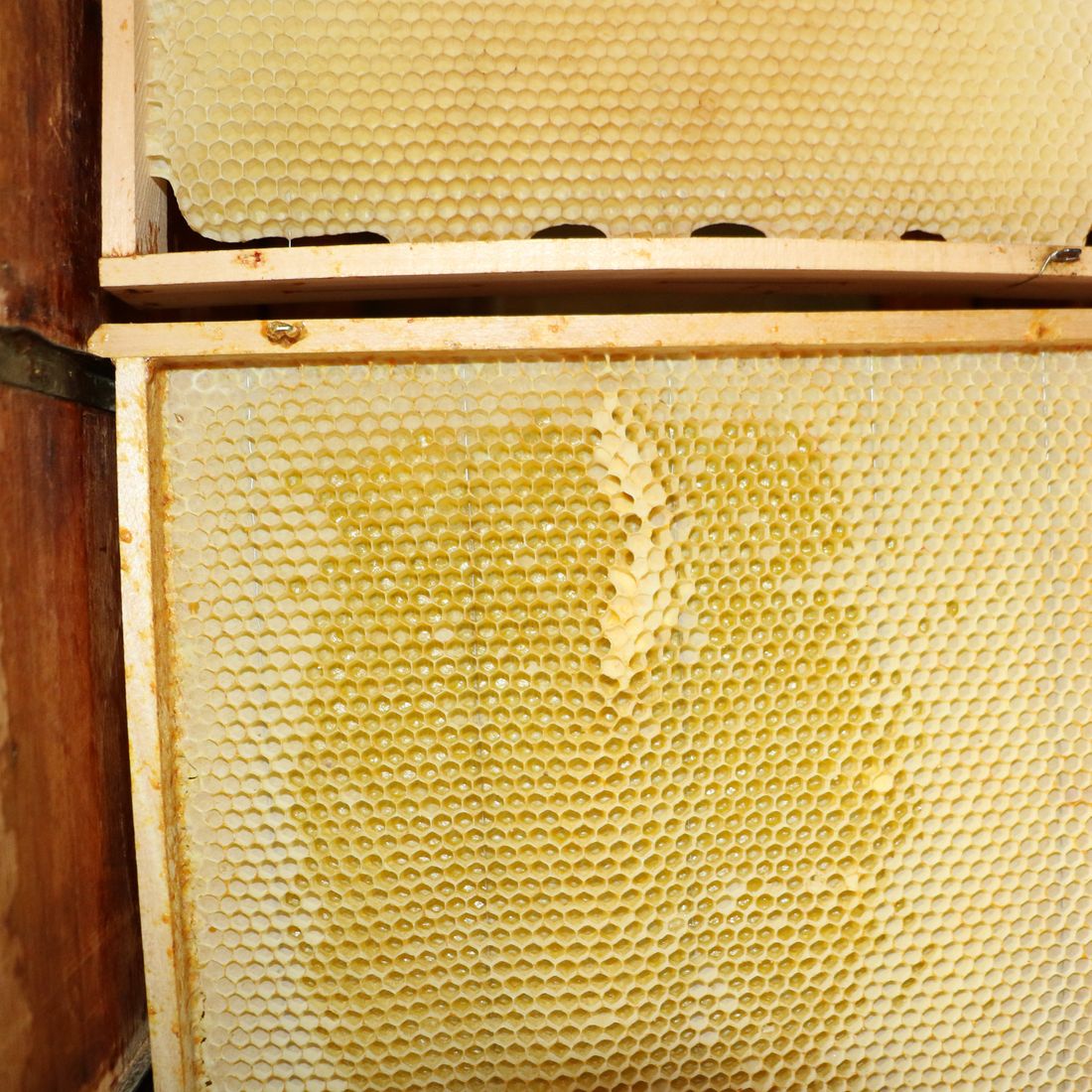 ibb-anschluss-maerz-2022-pfiffners-anschluss-schwarmgold-4 ibb-anschluss-maerz-2022-pfiffners-anschluss-schwarmgold-4