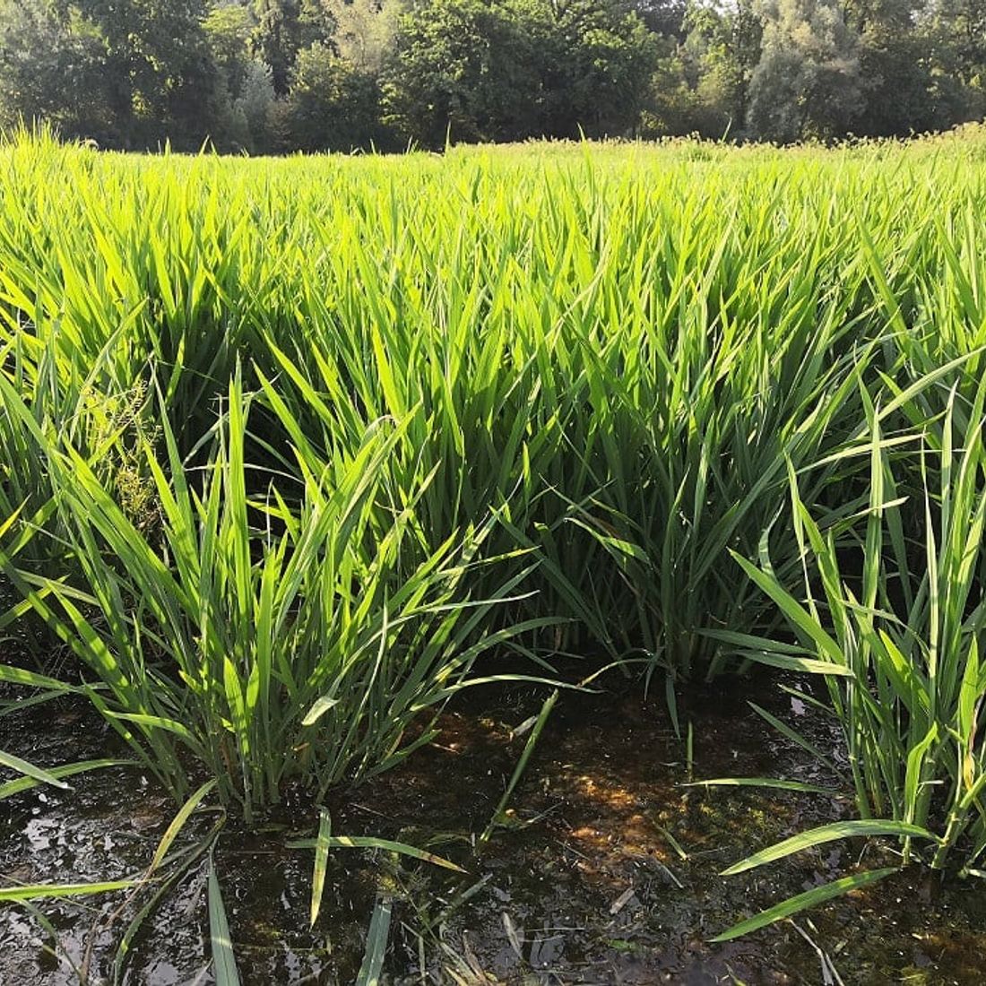 wasserschlossreis (5)