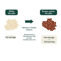 03 Insentials Fat Burner - Alken