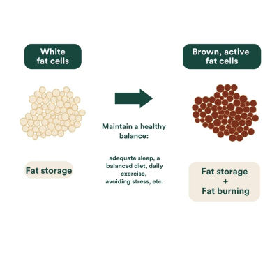 03 Insentials Fat Burner - Alken