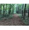 Trail to food plots