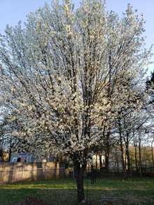 Backyard tree in the spring