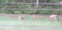 Just some of the Tennessee deer living peacefully on property. Daily visits.