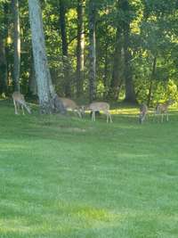 Deer grazing