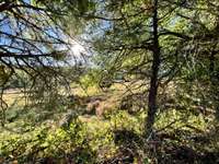 Trees line either side of the property around the home - SO much privacy!