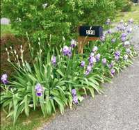 Front yard iris' in the Spring