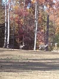 From the fall leaf colors to the deer. This home and property is paradise away from the busiest.