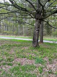 Mature trees on nice level two acre lot