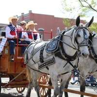 Downtown Columbia - Annual Mule Days Parade