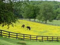 magical views, multiple pastures 3 board fenced and crossed fenced