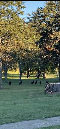 Turkeys walking through front yard.