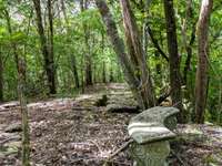 Peaceful hiking path with deer or can be converted to a private driveway to Hopkins Bridge Road if adding additional home.