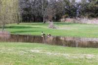 Wildlife enjoying a swim in the large pond.