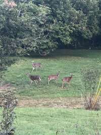 Deer! 9 Santaland Rd  Pleasant Shade, TN 37145