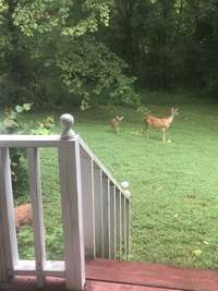 Examples of wildlife on the property! 9 Santaland Rd  Pleasant Shade, TN 37145