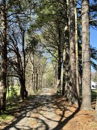 this is the view coming down your driveway to your private oasis in the woods!