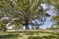 Mature Trees and beautiful views