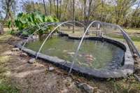 Koi Pond with Bog for water plants