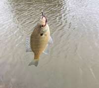 POND HAS BRIM (BLUEGILL), BASS AND CATFISH