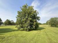 THIS IS A BEAUTIFUL PECAN TREE,