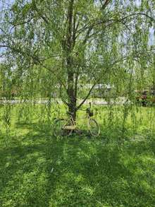 The yard has several beautiful weeping willow trees