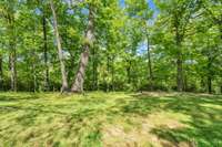 Wooded view of the backyard.