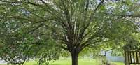 This beautiful tree shades a portion of the backyard. Couldn't you imagine lounging under this tree?