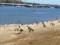 Percy Priest Lake