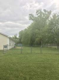 Chain link fenced in backyard