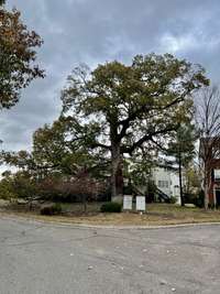 The is Owl Tree.  The neighborhood is awfully proud of this stately giant.  If this tree could only talk… What stories it would have to tell!  Might be 200 years old!